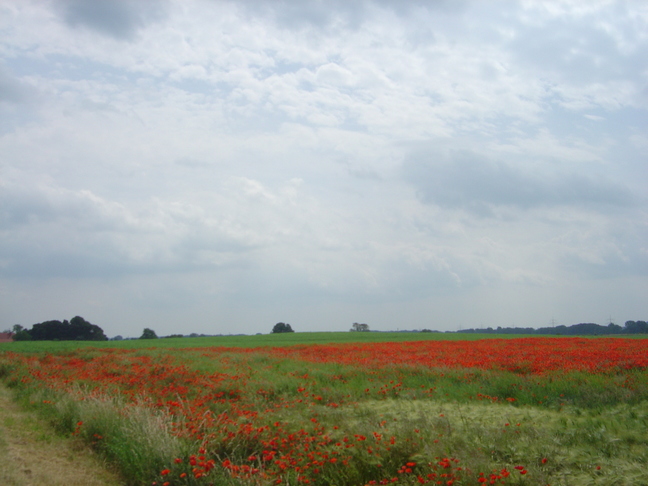 Field of Poppies